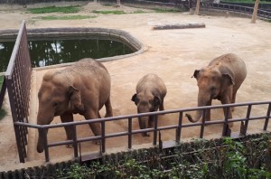 서울대공원코끼리